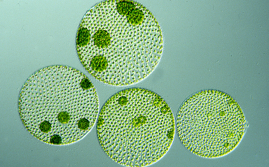 アメリカ「クラマス湖」のみに自生 世界最古の植物幹細胞